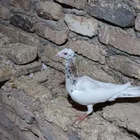 یهودی هفت‌رنگ نر فروشی