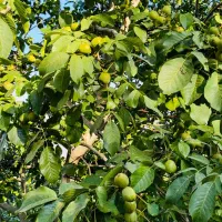 نهالستان گردو و ارقام میوه های پربار پالیز