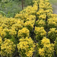 شمشاد طلایی وصال 33|گل و گیاه طبیعی|چابکسر, |دیوار