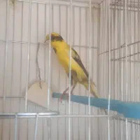 قناری|پرنده|نجفآباد, ویلاشهر|دیوار