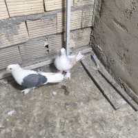 کبوتر|پرنده|قم, باجک یک|دیوار
