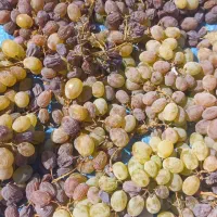 کشمش بوانات|خوردنی و آشامیدنی|شیراز, محراب|دیوار