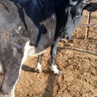 گاو شکم دوم ده‌روز تازایش|حیوانات مزرعه|زرقان, |دیوار