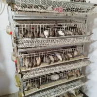 قفس ۵طبقه بلدرچین