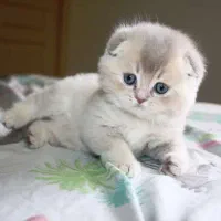 گربه اسکاتیش و بریتیش مجموعه میولند