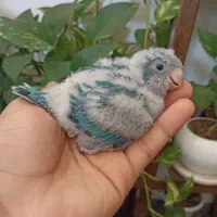 جوجه راهب سرلاکی|پرنده|شیراز, مسلم|دیوار