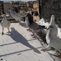 پلاکی اصل سفید|پرنده|سنندج, |دیوار