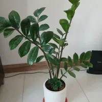 گل زامفونیا سرحال بزرگ شاداب