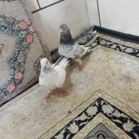 کفتر|پرنده|خرمشهر, |دیوار