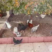 فروش مرغ و خروس|حیوانات مزرعه|ترکمانچای, |دیوار