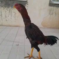 سه عدد جوجه لاری