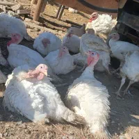 بوغلمون  بیوتی ۶ ک ۲۰۰|حیوانات مزرعه|گمیشان, |دیوار