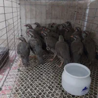 فروش ویژه بلدرچین های کوهی درجهیک