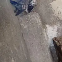 گمشده