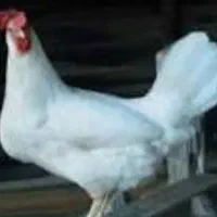 فروش مرغ تخمگزار