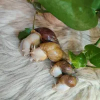 حلزون اچاتینا|خزنده|تهران, فلاح|دیوار