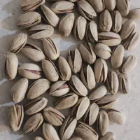 پسته اکبری درشت مناسب شب یلدا|عمدهفروشی|یزد, |دیوار