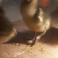 ۱۱عدد جوجه غاز دورگه|حیوانات مزرعه|مریوان, |دیوار