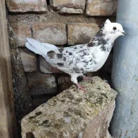 شازده سنگی کاکلی ماده|پرنده|پاکدشت, پاکدشت (مامازند)|دیوار