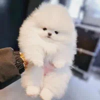 سگهای آپارتمانی|سگ|اصفهان, خانه اصفهان|دیوار