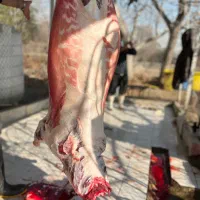 گوسفند فاقد هرگونه هورمون یا آب نمک به شرط