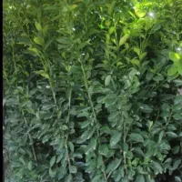 لیمو درنمونه های مختلف|گل و گیاه طبیعی|اهواز, دانشگاه چمران|دیوار