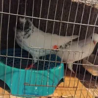 کبوتر بلند پرواز