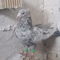 کفتر  هوایی