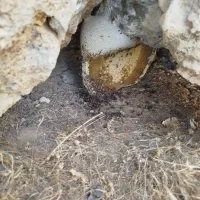 عسل کوهی بشرط|خوردنی و آشامیدنی|شیراز, شاپورجان|دیوار