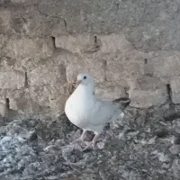 کفتر پرشی|پرنده|یزد, |دیوار