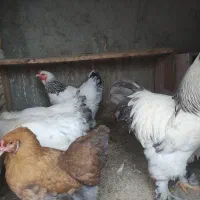 جوجه برهما