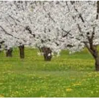 نگهداری با اجاره منزل رایگان