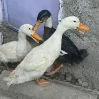 ۳ عدد اردک واکسن زده