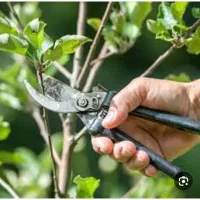 جزوه کتاب آموزش  هرسکاری درختان وکود دهی