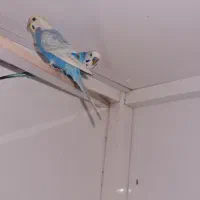 عروس هلندی زرد و مرغ عشق جفت