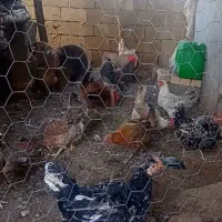 کبوتر پلاکی