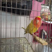 پرنده|پرنده|یزد, |دیوار