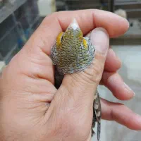 فنچ گلدین وطوطی وار|پرنده|چهاردانگه (تهران), |دیوار