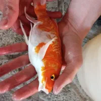 ماهی کوی سوپر باله|ماهی|تربت جام, یحیی آباد|دیوار