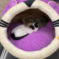 جای خواب پت|لوازم جانبی حیوانات|شیروان (خراسان), |دیوار