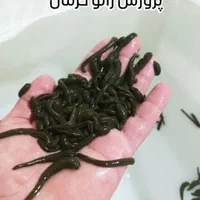 فروش زالو