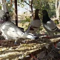 کفتر پلاکی و پر و فیت|پرنده|شهرکرد, |دیوار