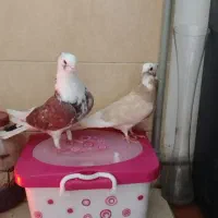 کبوتر تزئینی و رنگی|پرنده|بومهن, |دیوار