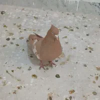 سرک زرد نر بی عیب|پرنده|شیراز, کوشک میدان|دیوار