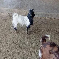 گوسفند