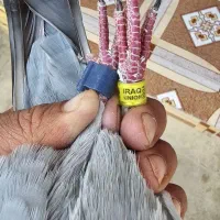 پلاکی عراق|پرنده|اهواز, کارون|دیوار