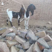 بز و کولار|حیوانات مزرعه|کاشمر, |دیوار