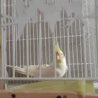 یک جفت عروس