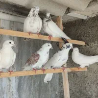6عدد کبوتر  تهرانی گرفته