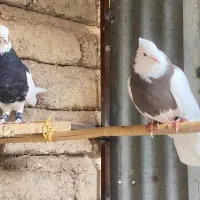 کبوتررنگی خوشکل|پرنده|داراب, |دیوار